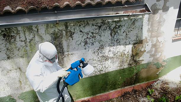 Top rated local Basement Mold Removal specialists in Rutherford, TN
